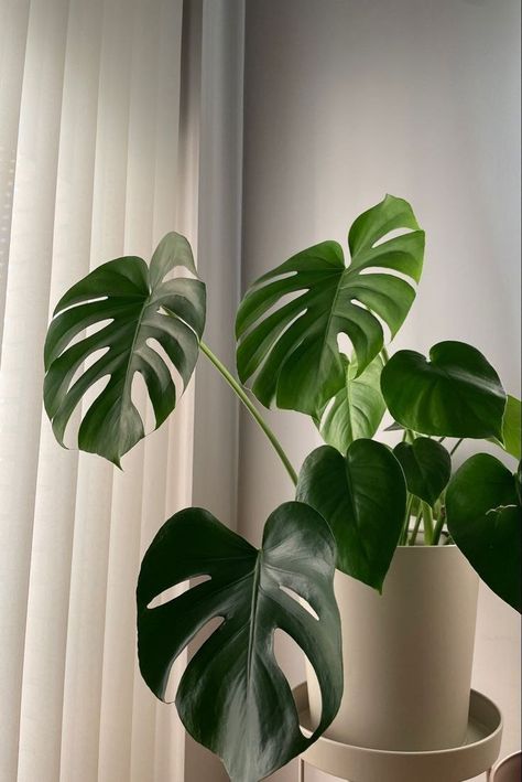 How Pinterest Sees Me Plants, How Does Pinterest See Me As A Aesthetic, Indoor Monstera Plant, Monstera Aesthetic, Monstera Plant Aesthetic, Green Plants Aesthetic, Planta Monstera, نباتات منزلية, Casa Country