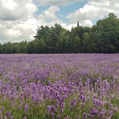 Folklore Aesthetic, Lavender Aesthetic, Purple Aesthetic, Tuscany, Sofia, Mood Board, Violet, Lavender, Bullet Journal