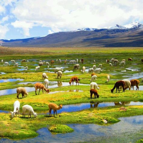 Horse Yard, Colca Canyon, Backpacking South America, Mughal Architecture, Inca Trails, Enjoy Your Vacation, Peru Travel, South America Travel, Travel South