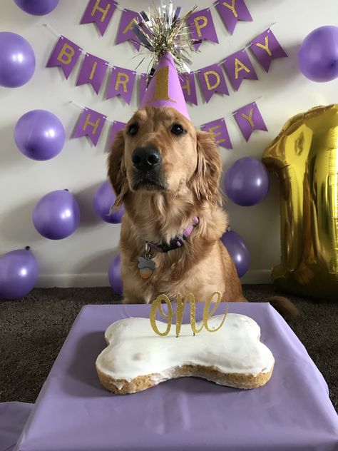 My dogs 1st Birthday photo shoot 6 Month Dog Birthday, Dog’s First Birthday Party, Dog One Year Birthday Photos, Dog Second Birthday Photo, Dog’s Birthday Ideas, Dog's Birthday Party, Dog 1st Birthday Pictures, Dog Birthday Party Photo Shoot, 1st Birthday For Dog