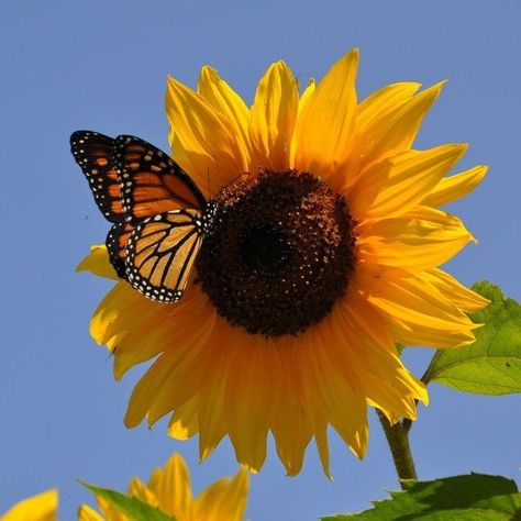 Monarch Butterflies Photography, Butterfly On Sunflower, Yellow Aesthetic Pastel, Sunflower Butterfly, Beautiful Butterfly Photography, Sunflower Pictures, Butterflies Flying, Beautiful Bugs, Butterfly Pictures