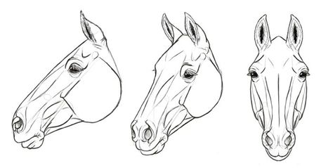 Horse Head Reference, Horse Drawing Tutorial, Horse Head Drawing, Horses Head, Horse Art Drawing, Horse Sketch, Horse Anatomy, Drawing Animals, Horse Face