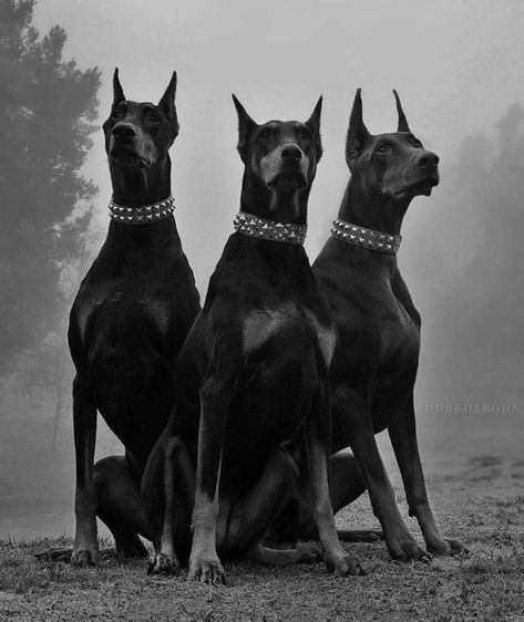 The three graces Photo credit: @dobedakoda Three Dogs Aesthetic, Big Scary Dogs, 3 Doberman, Perro Doberman Pinscher, Black And Tan Terrier, Doberman Puppies, Black Dogs, Doberman Pinscher Dog, Scary Dogs