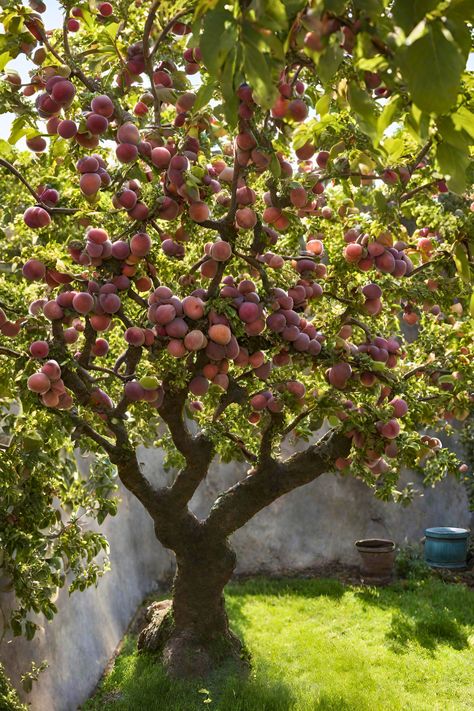 #plums #sweet plums Plum Tree Aesthetic, Plum Plant, Plum Orchard, Agriculture Pictures, Fruit Trees Backyard, Plum Trees, Plum Fruit, Farm Lifestyle, Cottage Garden Design