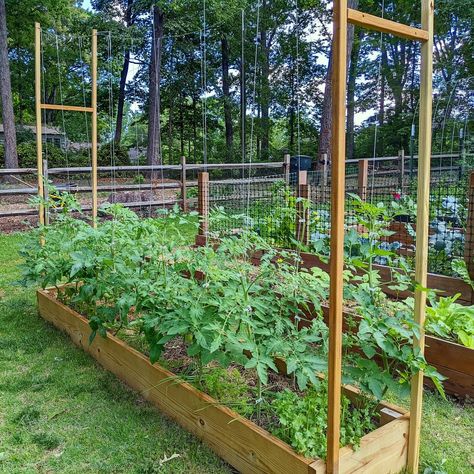 Learn how to maximize garden space by planting more tomato plants in a small space. Do away with expensive tomato cages and use string method for tomato support. Prune your plants for decent air flow and adequate sunlight. Tomato Plant Trellis, Cucumber Garden Trellis, Salads Cucumber, Cucumbers Salad, Grow Vertically, Cucumber Trellis Diy, Cucumber Salads, Tomato Support, Cucumber Gardening