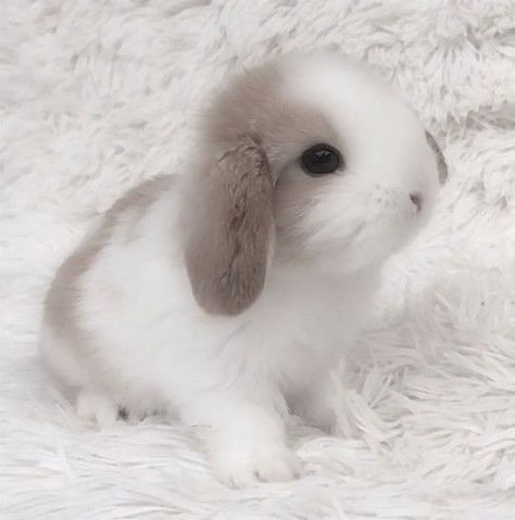 Cute Bunny Pictures, Bunny Pictures, Cute Animals Images, Animals Images, Cute Bunny, Baby Animals, Cute Animals, Animals