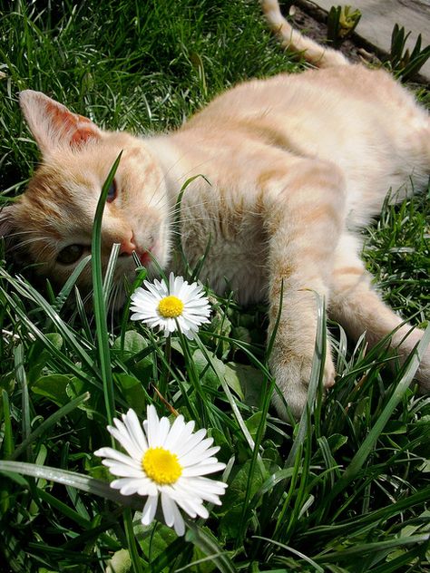 Cottagecore Cat, Gatos Cool, Cat Ideas, Cat Flowers, Orange Cats, Ginger Cats, Cat Aesthetic, 영감을 주는 캐릭터, Orange Cat