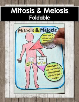 Science Foldables, Mitosis And Meiosis, Biology College, Cell Theory, Biology Classroom, 7th Grade Science, Interactive Notebook Activities, 8th Grade Science, Science Notebooks