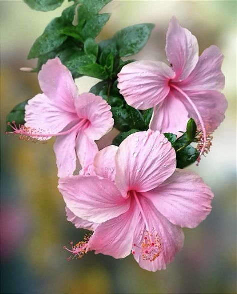 There's Beauty in this World - florealegiardini: Chinese Hibiscus ~ wang24824 Chinese Hibiscus, Nails Flowers, Beautiful Flower Tattoos, Grow Gorgeous, Flower Nail Designs, Flower Nail, Flower Art Images, Airbrush Art, Acrylic Flowers