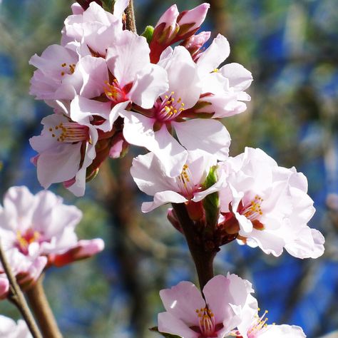 Nanking Cherry Prunus tomentosa Nanking Cherry, Cherry Plant, Clover Plant, Weeping Cherry Tree, Twig Dogwood, Spring Crops, Backyard Flowers, Cherry Trees, Fertilizer For Plants