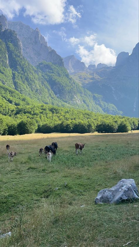 #montenegro #crnagora #plav #gusinje #prokletije #skic #balkan #adriaticsea #yugoslavia #jugoslavija #planine #yugo #balkansummer Plav Montenegro, Balkan Summer, Croatian Culture, Balkan Aesthetic, Poor Lifestyle, Teenage Parties, Backpack Through Europe, Friends Hanging Out, Fake Acc