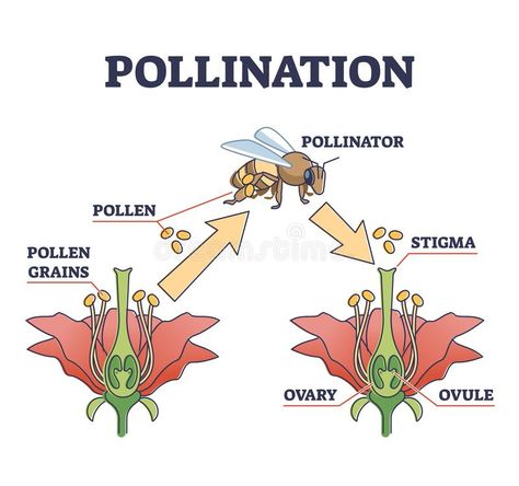 Budding Reproduction, Pollination Diagram, Fertility Plants, Pollination Worksheet, Diagram Of A Flower, Bee Diagram, Plant Reproduction, Fertilization Process, Vegetative Reproduction