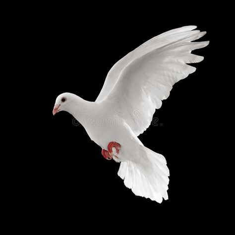 Dove Flying, Dove Images, Dove Pictures, Dove Of Peace, Red Background Images, Blurred Background Photography, Blur Background Photography, Black Background Photography, Blur Photo Background