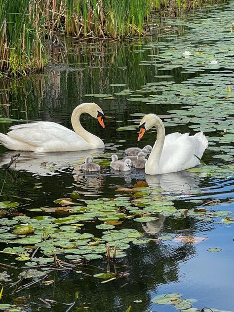 Swan Pictures, Forest Summer, Swan Painting, River Forest, Swan Lake, Nature Aesthetic, Swans, Cute Little Animals, Green Aesthetic