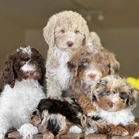 Ausidoodle Puppies, Mini Aussiedoodle, Cute Monkey Pictures, Cutest Puppy Ever, Teddy Bear Dog, Dog Mommy, Cute Dogs Images, Very Cute Puppies, Really Cute Puppies