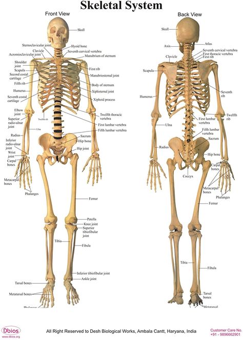 Dbios Digitally Printed Human Front & Back Skeletal System Poster Wall Charts : Amazon.co.uk Skeletal System Drawing, Skeletal System Poster, Skeletal System Anatomy, Muscular System Anatomy, Skeleton System, Human Skeletal System, Human Body Structure, Vertebral Column, Human Back