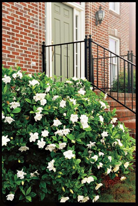 Gardenia Growing Gardenias, Gardenia Bush, Gardenia Plant, Brick Patterns Patio, Southern Garden, French Country Garden, Meteor Garden 2018, Beautiful Yards, Luxury Garden