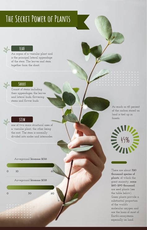 After the coffee plants are my second love :)   Tools I used: 1. Adobe Photoshop 2. Adobe XD 3. Adobe Illustrator   Image source: https://unsplash.com/photos/4N5huJDOydQ  #infographic #design #plants #green Infographic Design Photo, Infographic Design With Photos, Photo Infographic Design, Plant Infographic Design, Plants Poster Design, Green Infographic Design, Plant Poster Design, Plants Infographic, Plant Infographic