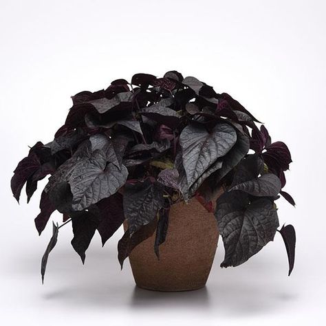 Black Foliage Plants, Black Plants Indoor, Black Houseplants, Mountainside House, Goth Flowers, Black Succulents, Black Plants, Courtyard Plants, Types Of Houseplants