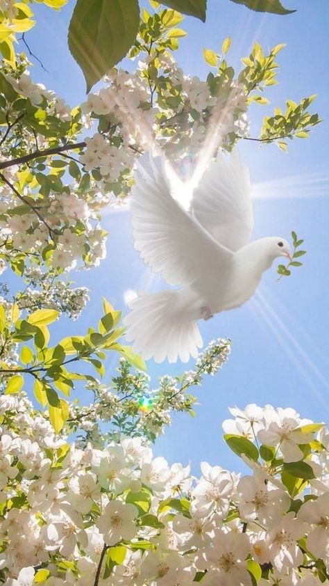 White Dove Flying, Dove Flying, Dove Images, Dove Pictures, Pictures Of Christ, Cute Backgrounds For Phones, The Blue Sky, White Dove, Jesus Christ Images