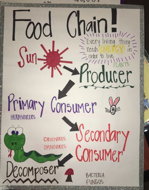 Science Charts For Classroom, Food Chain Poster, Food Chain Anchor Chart, Producers And Consumers Anchor Chart, Food Chains Anchor Chart, Food Chain Anchor Chart 1st Grade, Terrestrial Food Chain Project, Food Chains And Food Webs, Science Chart