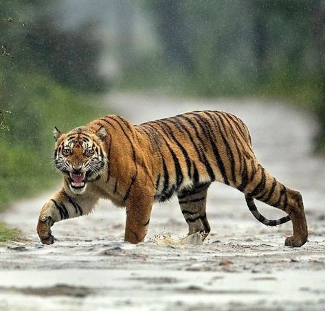 Tiger Walking, Tiger Photography, Angry Tiger, Tiger Drawing, Tiger Pictures, Cat Reference, Animal Study, Bengal Tiger, Tiger Art