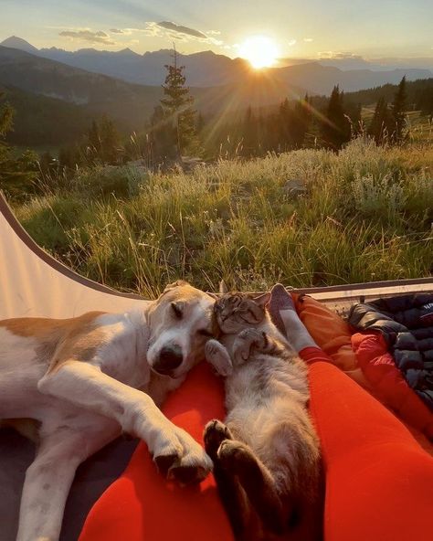 Tent Camping Aesthetic, Camping With Cats, Dog Cuddles, Dog Best Friend, Dog Camping, Dog Facts, Ways To Communicate, Sweet Summer, Cat Aesthetic