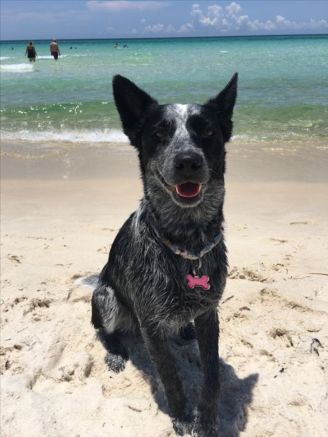 Border Collie Cattle Dog, Border Collie Blue Healer, Blue Heeler Border Collie Mix Dogs, Heeler Mix Dogs, Border Heeler, Blue Heeler Border Collie, Australian Heeler, Queensland Heeler, Blue Healer