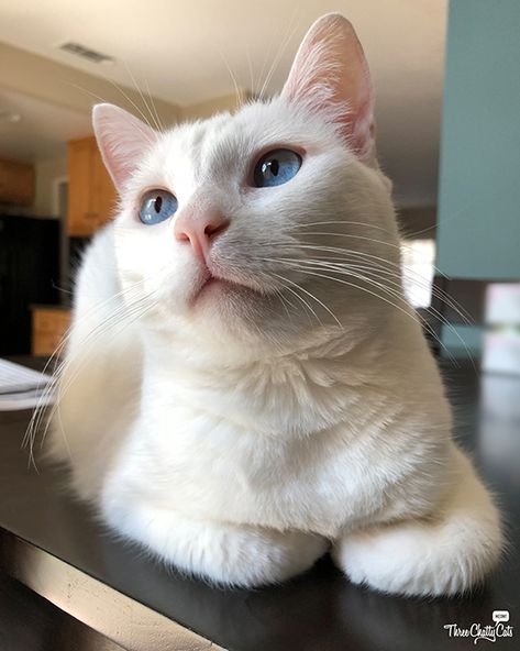 Cats With Unique Eyes, Cats With Blue Eyes, White Kitty With Blue Eyes, White Kitten Blue Eyes, White Cat With Blue Eyes, White Cat And Blue Eyes, White Cat Blue Eyes Aesthetic, White Cats With Blue Eyes Aesthetic, Fluffy Kittens