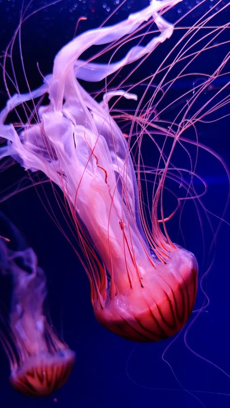 jellyfish • seacore • ocean • wallpaper • sea aesthetic Jelly Fish Wallpaper Aesthetic Pink, Seacore Aesthetic Wallpaper, Real Jellyfish Photography, Jellyfish Aesthetic Wallpaper, Jellyfish Wallpaper Aesthetic, Seacore Aesthetic, Sea Aesthetic Wallpaper, Pink Jellyfish Wallpaper, Marine Aesthetic