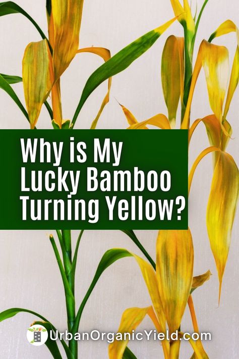 Are you tired of your once-vibrant Lucky Bamboo losing its luster? Don't worry; you're not alone. There are several causes behind this issue, including poor lighting and water quality. In our latest blog post, we dive deep into the reasons behind the fading Lucky Bamboo color and provide helpful tips on how to revive it. Bamboo Care Tips, Taking Care Of Bamboo Plants, How To Care For Bamboo Plant Houseplant, Repotting Lucky Bamboo Plants, Repotting Bamboo Plants, Tall Bamboo Plant Indoor, How To Repot A Lucky Bamboo Plant, Bamboo Care Houseplant, Lucky Bamboo In Water