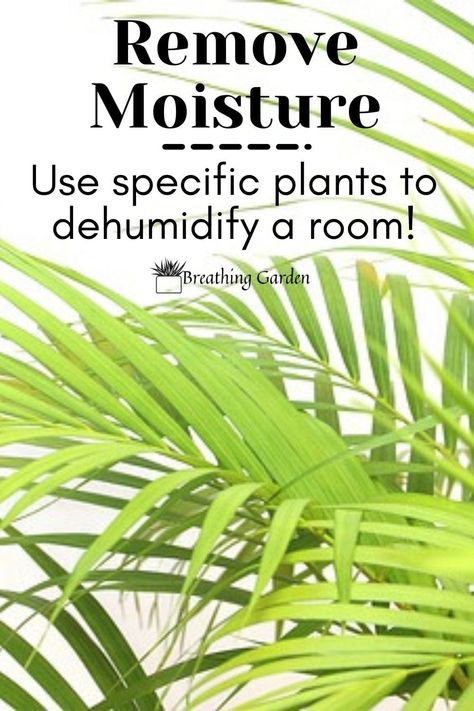 8 Dehumidifying Plants To Help Reduce The Moisture In Your Home - Breathing Garden Dehumidifying House Plants, Plants For Humidity, Natural Dehumidifier Diy, High Humidity Plants, Humidity Plants, Indoor Interior Design, Allotment Planning, Natural Dehumidifier, Decoration With Plants