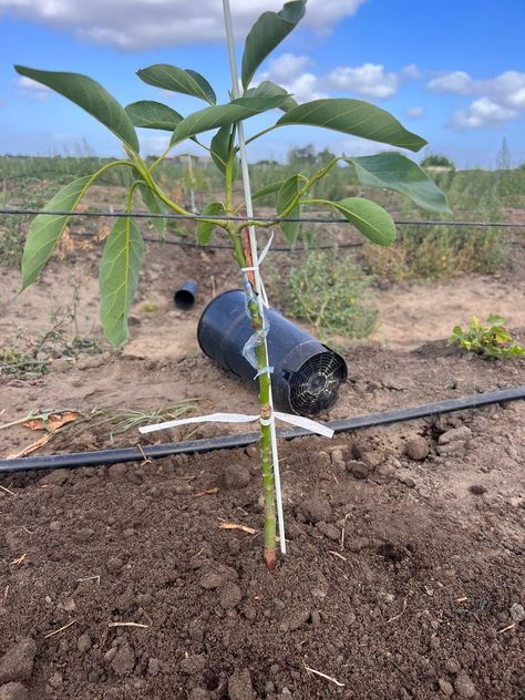 Avocado Tree, Avocado