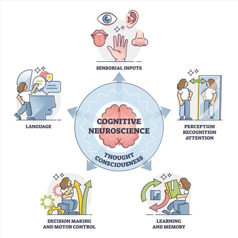 Cognitive Neuroscience, Branches Of Psychology, Cognitive Processes, Letter A Coloring Pages, Behavioral Neuroscience, Sensory Input, Neural Connections, Peripheral Nervous System, Cerebral Cortex