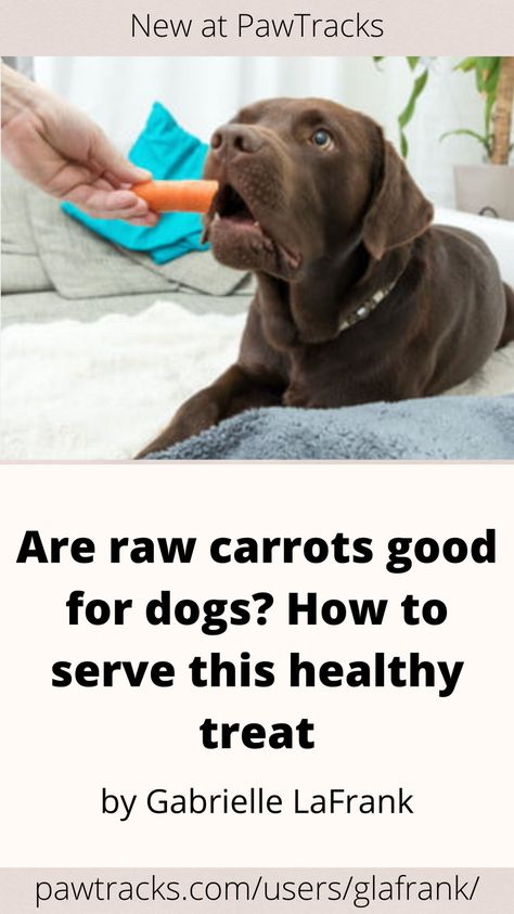 Vets and canine experts have confirmed: Raw carrots are great snacks and add-ins for your dog’s next meal — even the leafy tops are safe to eat, states Purina. However, you should take a few precautions before serving these refreshing veggies. Frozen Carrots For Dogs, Carrots For Dogs, Dehydrated Veggie Chips, How To Cut Carrots, Roasted Whole Carrots, Can Dogs Eat Carrots, Veggie Crackers, Great Snacks, Carrot Benefits