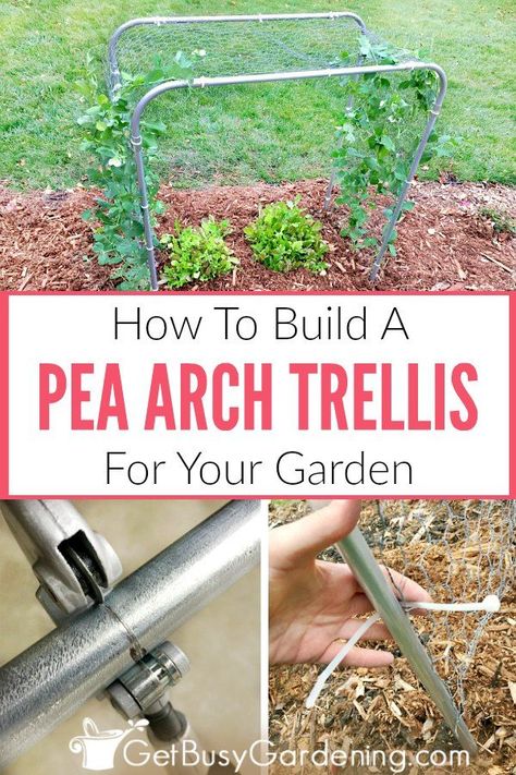 A pea trellis is a fun way to add height to your garden with vertical gardening, and keeps your pea plants healthier too. This unique arch trellis design doubles your growing space too. Great for small spaces and large gardens alike. Learn how to build a trellis for peas with these easy step-by-step instructions. #verticalgardening #peas #DIY #gardening Trellis For Peas, Build A Trellis, Pea Plants, Pea Trellis, Building A Trellis, Garden Arch Trellis, Pea Plant, Arch Trellis, Gardening Vegetables