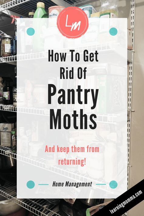 How to Get Rid of Pantry Moths - 5 Steps To A Moth-Free Kitchen! Pantry Bugs, Getting Rid Of Moths, Pantry Moths, Kitchen Indian, Pantry Baskets, Indian Meal, Small Moths, Spring Things, Pantry Closet