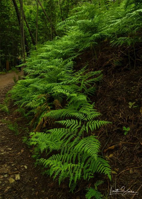 Fern Aesthetic, Earth Decor, Forest Paintings, Fern Gully, Fern Forest, Ferns Garden, Forest Plants, Old Trees, Forest Painting