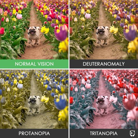 You’ll Be Amazed How People With Color Blindness See The World (10+ Pics) Pug In A Tulip Field Color Vision Deficiency, Blind Art, Eye Facts, Color Vision, Color Blind, Tulip Fields, Rainbow Roses, Holi Festival, Science Fair