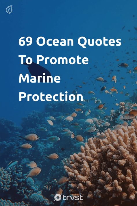 "69 Ocean Quotes To Promote Marine Protection"- The sea is home to more than one million different species of creatures, including fish, mammals, reptiles, and invertebrates, making it an essential component of the earth's ecosystem. We’ve compiled this selection of ocean quotes to celebrate... #trvst #quotes #environment #beauty #ocean #fish #marine #mammals #oceans #scuba #water #ecofriendly #nature Ocean Life Quotes, Save Water Quotes, Quotes Environment, Conservation Quotes, Biology Quote, Ocean Academia, Wildlife Quotes, Eco Quotes, Conservative Quotes