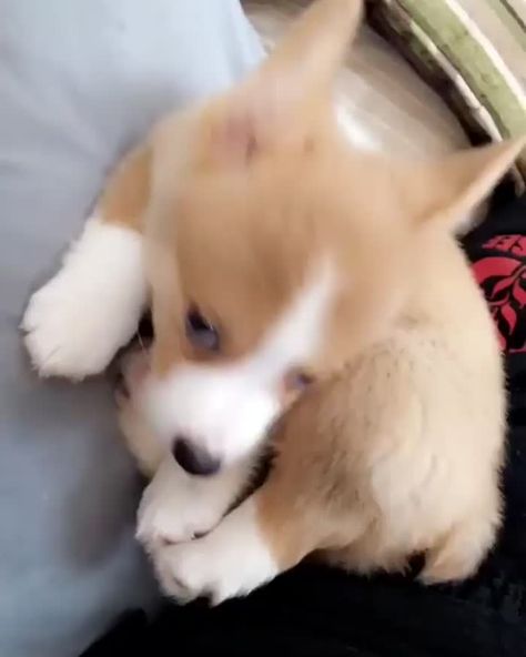 Puppies Gif, Corgi Gif, Dog Corgi, Dog Fails, Corgi Funny, Corgi Butts, Wire Fox Terrier, Cute Puppy Videos, Corgi Puppy