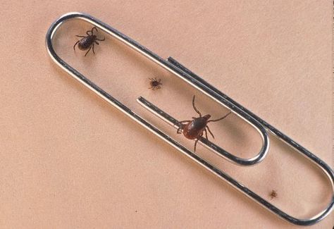 Lyme disease and other tick-borne infections are skyrocketing. In western Pennsylvania, where I work, Lyme increased 25% just between 2013 and 2014, with Butler County having 412 cases and Allegheny County chalking up a record 822 cases last year. And where I vacation, in Maine, the rate of Lyme in [...] Get Rid Of Ticks, Garage Projects, Tiny Farmhouse, Deer Ticks, Tick Bite, Butler County, Backyard Ideas, Pest Control, Physical Health