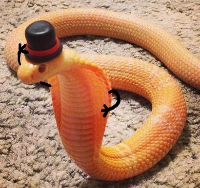 Snakes With Hats, Rare Albino Animals, Snake Images, Snake Photos, Pretty Snakes, Bespoke Hats, Silly Hats, Animal Reference, Snake Lovers