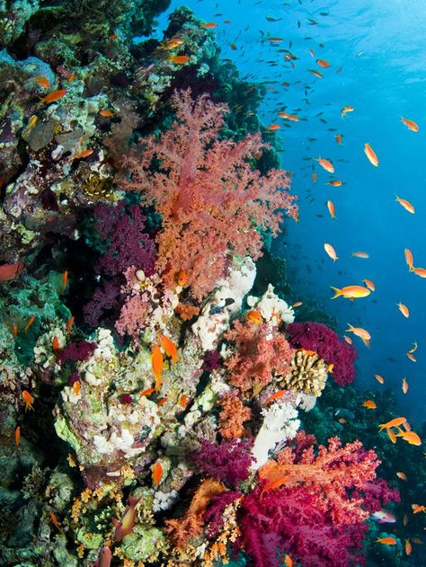 Learn the risks our world's coral reefs are facing and what they mean for our future and the future of the ocean. Beautiful Underwater, Fauna Marina, Ocean Floor, Beautiful Sea Creatures, Ocean Vibes, Coral Reefs, Marine Biology, Ocean Creatures, Summer Wallpaper