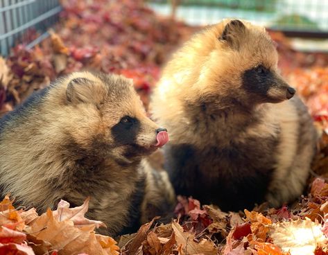 Raccoon Dog Tanuki, Japanese Raccoon Dog, Raccoon Dog, Dog Adventure, Silly Animals, Racoon, Cool Pets, Animals Of The World, Sweet Animals