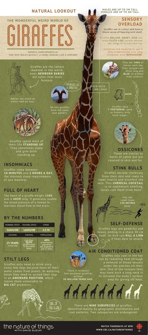 As It's World Giraffe Day, Heres An Infographic With Some Cool Facts! - Imgur Giraffe Facts, Giraffe Pictures, Giraffe Art, A Giraffe, Types Of Animals, Animal Facts, Baby Giraffe, Zoology, Weird World