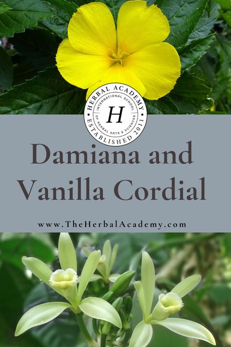 Damiana and Vanilla Cordial | Herbal Academy | Homemade vanilla cordial with damiana reminds us that vanilla has more uses than just as a perfume or flavoring agent. Damiana Recipes, Drink Hacks, Liqueur Recipes, Herbal Kitchen, Witch Recipes, Cordial Recipe, Herbal Academy, Botanics Skin Care, Liqueurs Recipes