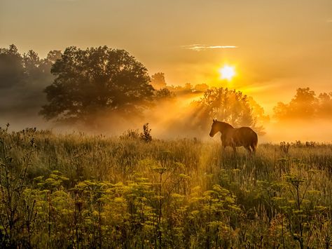 USA Landscape Photographer of the Year | Landscape Photography | Landscape Pictures - Charlie Waite Photography Affordable Landscaping, Usa Landscape, Sunset Landscape Photography, Country Sunset, Breathtaking Photography, Landscape Sunset, Fine Art Landscape Photography, Horse Wallpaper, Image Nature