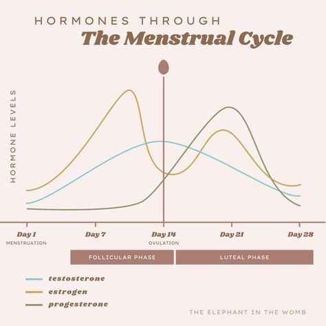 hormones and the menstrual cycle Menstrual Cycle Chart, Menstrual Phases, Hormone Cycle, Cycle Chart, Balance Food, Best Foods For Skin, Menstrual Phase, Menstrual Cycle Phases, Period Cycle