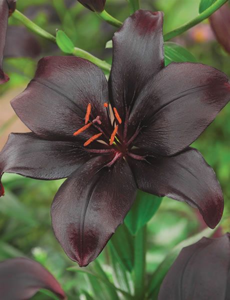 Asian Lilies, Goth Garden, Vegetable Garden For Beginners, Lily Bulbs, Blossom Garden, Asiatic Lilies, Flower Garden Design, Red Petals, Container Gardening Vegetables